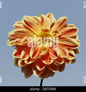 Dahlie 'Garden Festival', Seerose-Dahlie Stockfoto