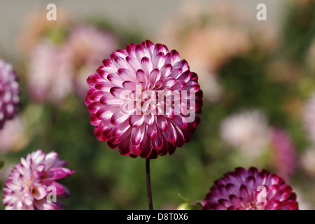 Dahlie 'Wenig Robert' Pompon Dahlie Stockfoto