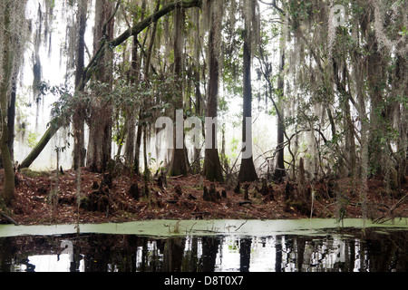 Moos bedeckt, kahle Zypresse Bäume und Knien entlang Suwannee Kanal Kanustrecke in Okefenokee National Wildlife Refuge, Georgia, USA Stockfoto