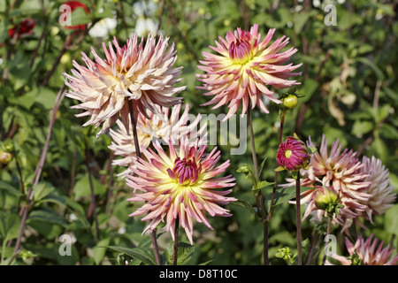 Dahlie "Sarafina" Cactus Dahlia Stockfoto