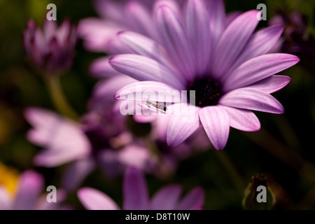 Seltsame Insektenfliegen wie auf dem Grat der rosa Dimorphotheca-Blume in einem ruhigen Frühlingsgarten in der Bretagne, Frankreich Stockfoto