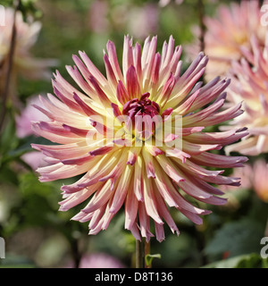 Dahlie "Sarafina" Cactus Dahlia Stockfoto