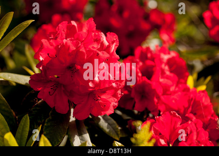 Im Frühling blüht der kardinale rote Rhododendron in einem bretonischen Garten Stockfoto