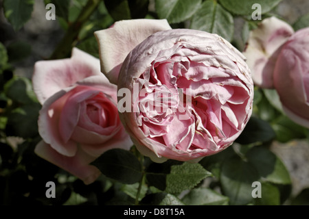 Rosa Giardina, stieg Klettern Stockfoto