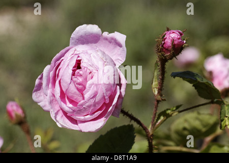 Rosa Centifolia Muscosa, Rosa x centifolia Stockfoto