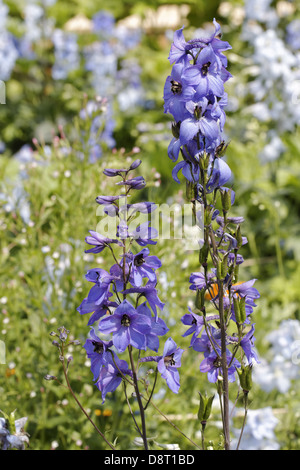 Delphinium-Hybriden, Rittersporn Stockfoto