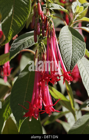 Fuchsia Corymbiflora, peruanische Beere Busch Stockfoto