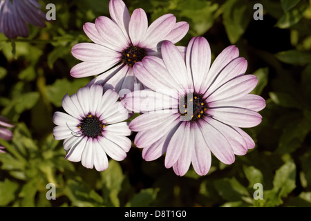 Osteospermum Ecklonis Cape Daisy Sansibar Stockfoto