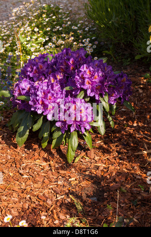 Im Frühling blüht der lila Rhododendron in einem bretonischen Garten Stockfoto