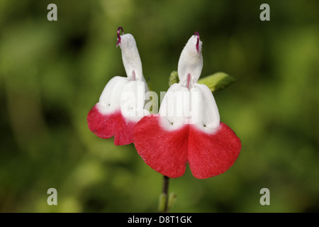 Salvia Microphylla Hot Lips, Baby-Salbei Stockfoto