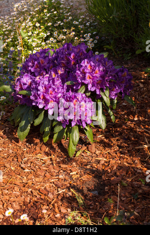 Im Frühling blüht der lila Rhododendron in einem bretonischen Garten Stockfoto