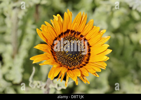 Venidium Fastuosum, Prinz Daisy, Cape Daisy Stockfoto