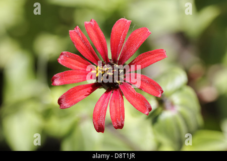 Zinnia Peruviana, peruanische Zinnie Stockfoto