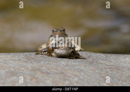 Zwei Frösche sind auf Felsen neben einem Bach Paarung. Stockfoto