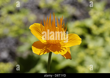 Trollblume Ledebourii, Globeflower Stockfoto