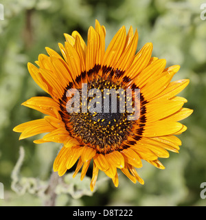 Venidium Fastuosum, Prinz Daisy, Cape Daisy Stockfoto