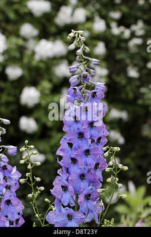 Delphinium-Hybriden, Rittersporn Stockfoto