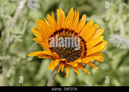 Venidium Fastuosum, Orange Prinz Daisy Stockfoto