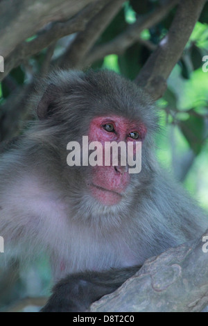 Japanischen Makaken (Macaca Fuscata) sitzen in Ästen Stockfoto