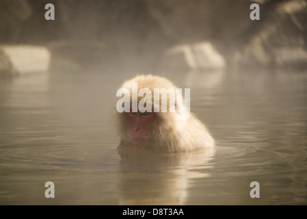 Baby-Schnee-Affen in Hot Springs - Jigokudani, Nagano, Japan Stockfoto