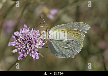 Gonepteryx Cleopatra Cleopatra auf Witwenblume Stockfoto