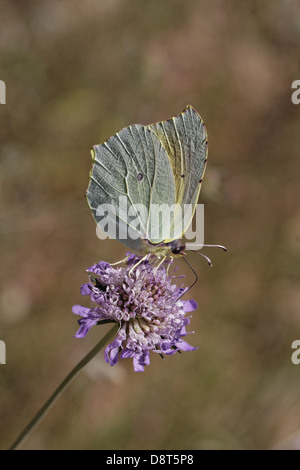 Gonepteryx Cleopatra Cleopatra Schmetterling Stockfoto