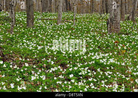 Triliums blühen in einem Waldstück Manitoulin Island - Bowser Ecke Ontario Kanada Stockfoto