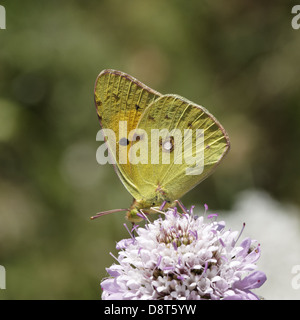 Colias Crocea, dunkle getrübt gelben Schmetterling Stockfoto