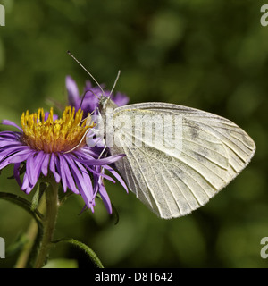 Pieris Rapae, kleiner Kohlweißling auf Aster Stockfoto