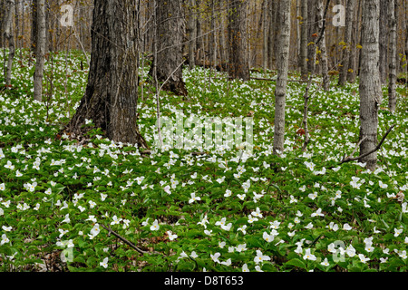 Triliums blühen in einem Waldstück Manitoulin Island - Bowser Ecke Ontario Kanada Stockfoto