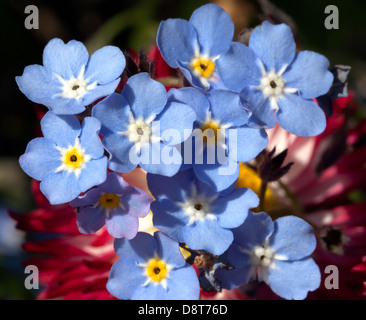 Makro-Bild von Vergissmeinnicht (Myosotis Scorpioides) wächst in Ziergärten, Beckenham Platz Park, Lewisham. Stockfoto