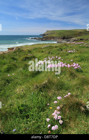 Pentireglaze Haven (neues Polzeath) Strandblick zum Bürzel hin, North Cornwall, England, UK Stockfoto