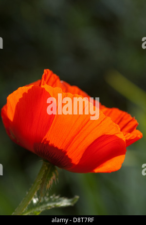 Nahaufnahme der leuchtend roten Mohn Blütenblätter Stockfoto