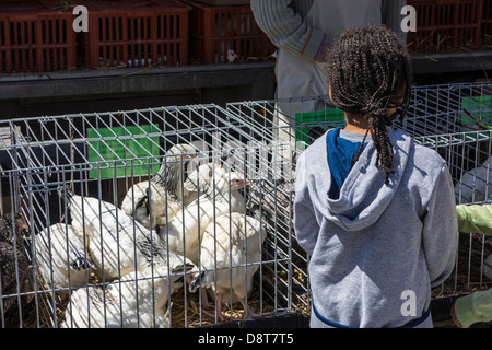 Standbesitzer in Geflügel Stand und Kind betrachtet man Hühner in Käfigen zum Verkauf an Haustier-Markt Stockfoto