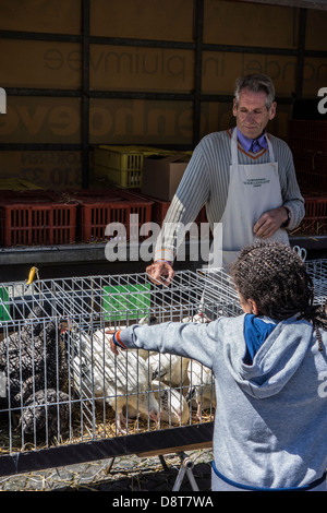 Standbesitzer in Geflügel Stand und Kind betrachtet man Hühner in Käfigen zum Verkauf an Haustier-Markt Stockfoto