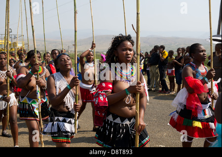 Zulu Jungfrauen liefern Schilf Stöcke an den König Zulu Reed Dance im eNyokeni Palace, Nongoma, Südafrika Stockfoto