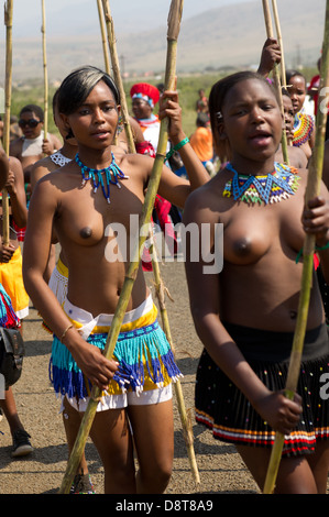 Zulu Jungfrauen liefern Schilf Stöcke an den König Zulu Reed Dance im eNyokeni Palace, Nongoma, Südafrika Stockfoto