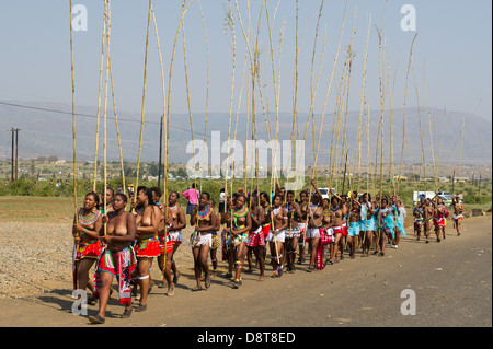 Zulu Jungfrauen liefern Schilf Stöcke an den König Zulu Reed Dance im eNyokeni Palace, Nongoma, Südafrika Stockfoto