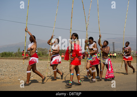 Zulu Jungfrauen liefern Schilf Stöcke an den König Zulu Reed Dance im eNyokeni Palace, Nongoma, Südafrika Stockfoto