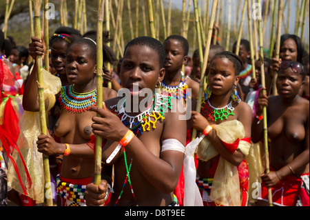 Zulu Jungfrauen liefern Schilf Stöcke an den König Zulu Reed Dance im eNyokeni Palace, Nongoma, Südafrika Stockfoto