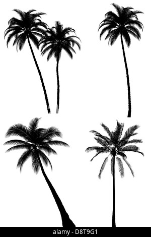 Palm Tree Silhouette setzen auf weißem Hintergrund Stockfoto