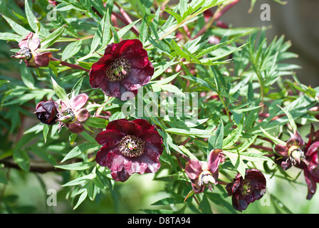 Pfingstrose, Paeonia delavayi Stockfoto