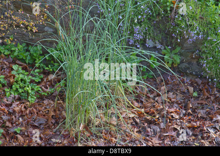 Wilde Zwiebel Rasen wächst in einem Garten im Frühjahr Stockfoto