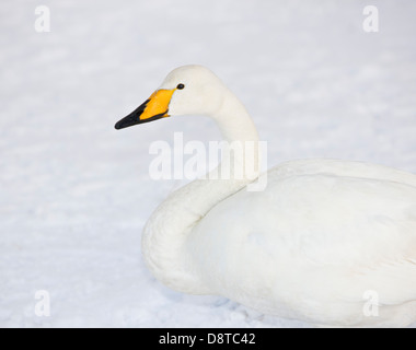 Porträt von Swan, Winter, Island Stockfoto