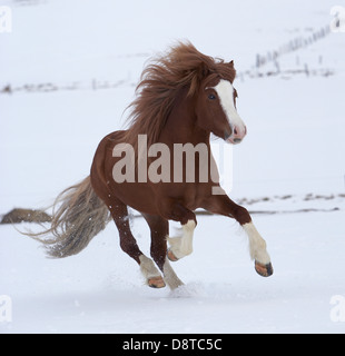 Islandpferd laufen im Schnee, Island Stockfoto