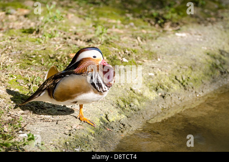 Mandarin Ente männlich Stockfoto