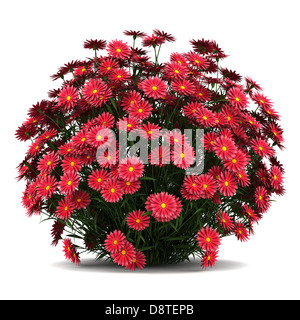 New York Aster Blumen isoliert auf weiss Stockfoto