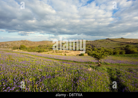 Glockenblumen auf Holwell Rasen im Frühjahr, Dartmoor Nationalpark Devon Uk Stockfoto