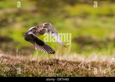 Curlew in Flug nimmt, numenius Arquata Stockfoto