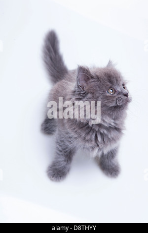 Kleine britische Blau Katze isoliert Stockfoto